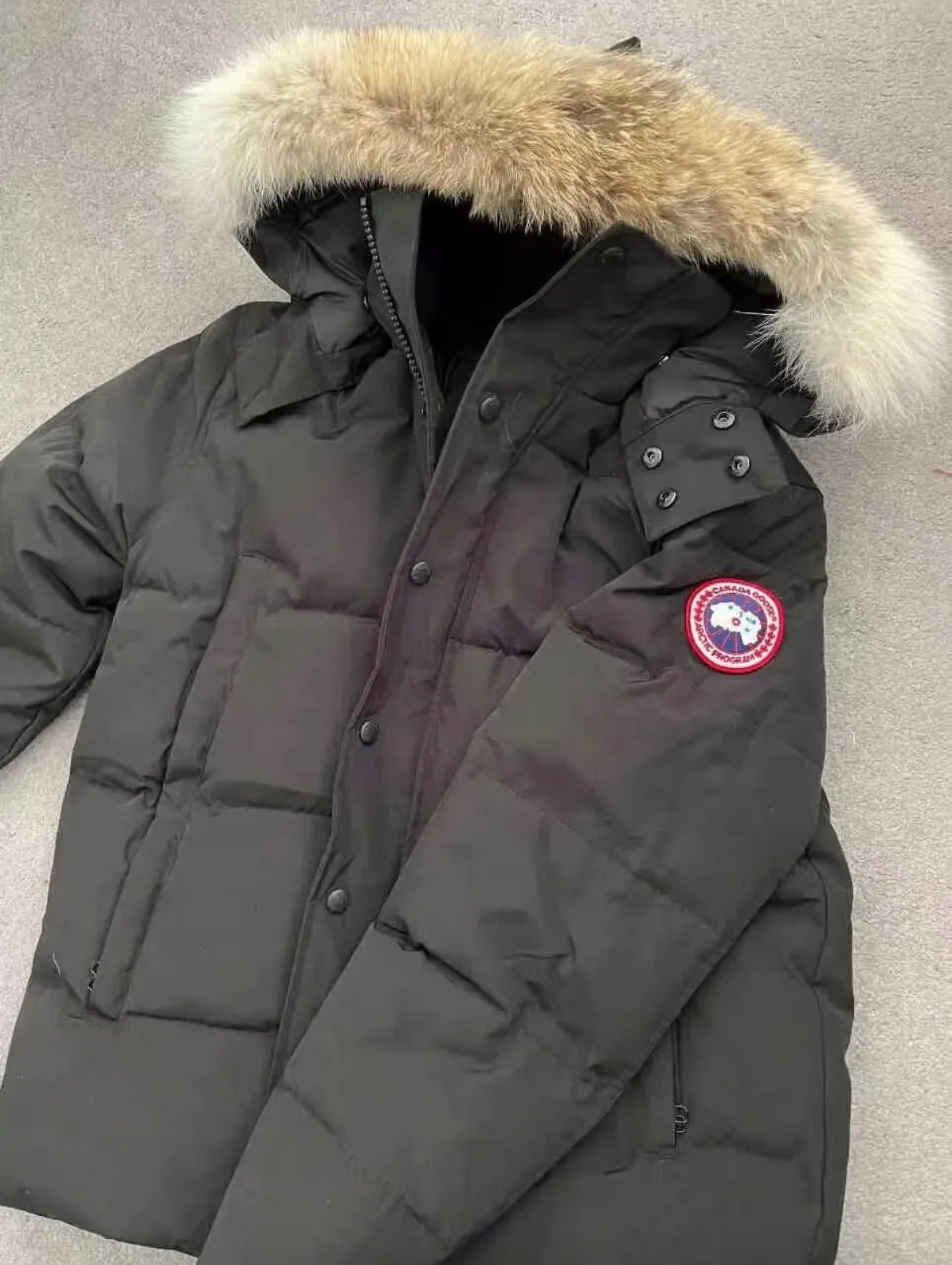 Canada goose